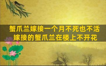 蟹爪兰嫁接一个月不死也不活 嫁接的蟹爪兰在楼上不开花